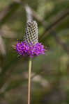 Purple prairie clover